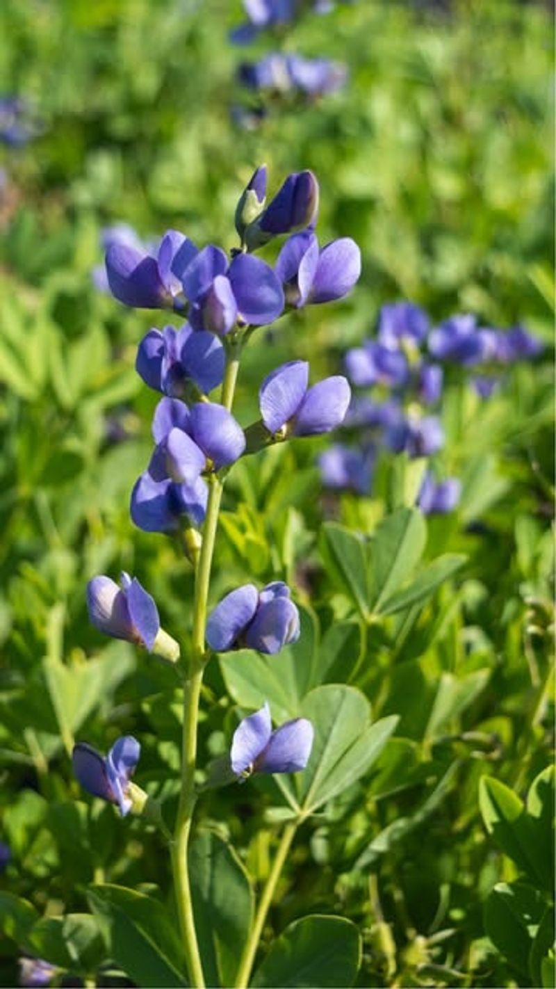 Wild Indigo