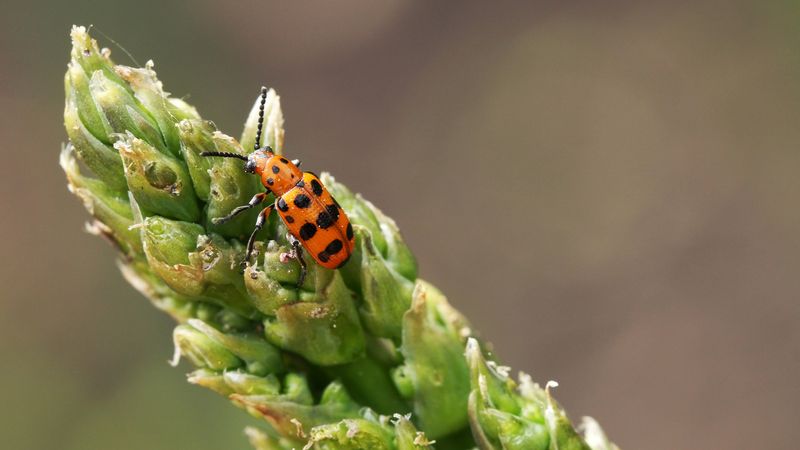 Managing Pests And Diseases