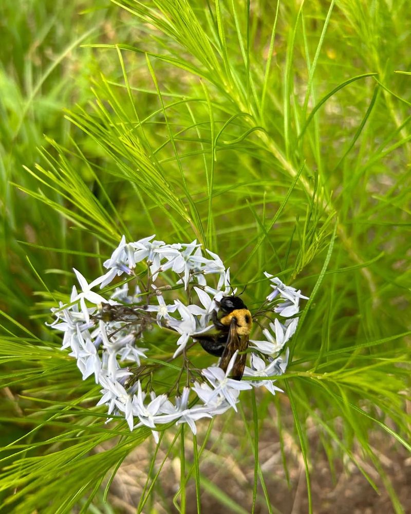 How Bluestars Attract Bees, Hummingbirds, And Other Pollinators