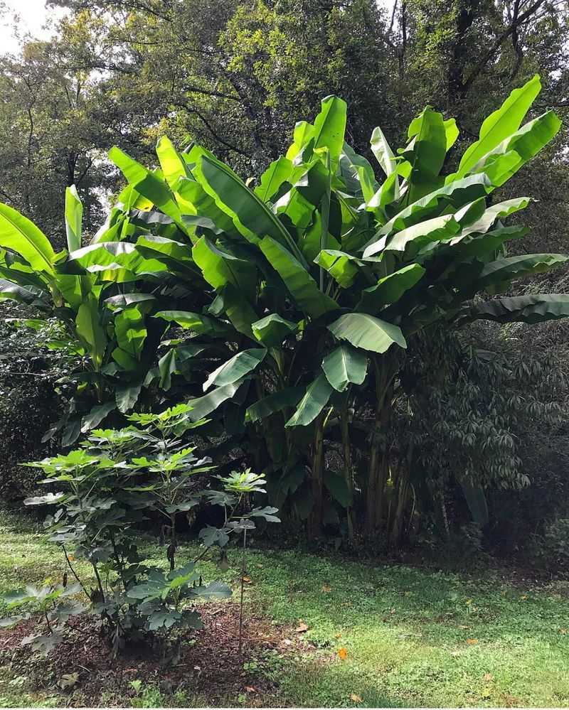 Encouraging New Banana Growth After Cold
