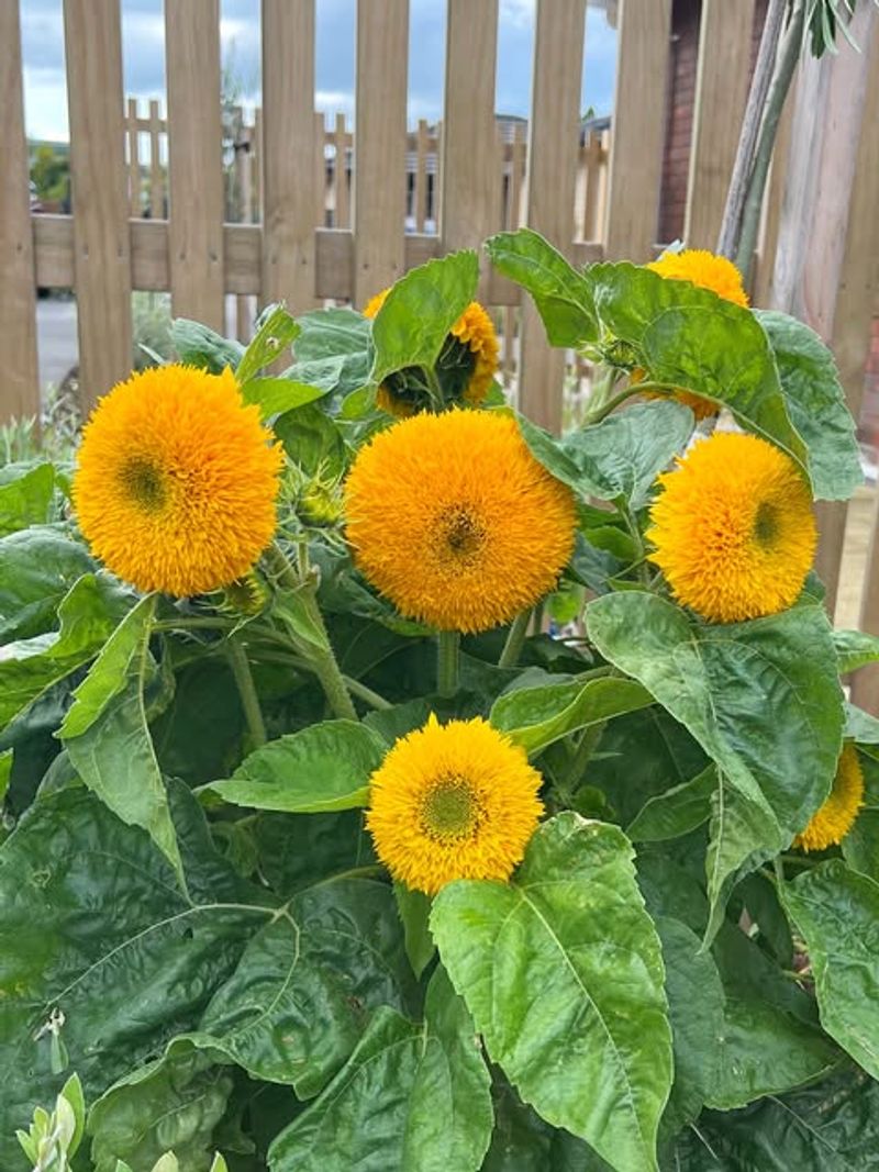 Harvesting And Enjoying Your Teddy Bear Sunflowers In 2026