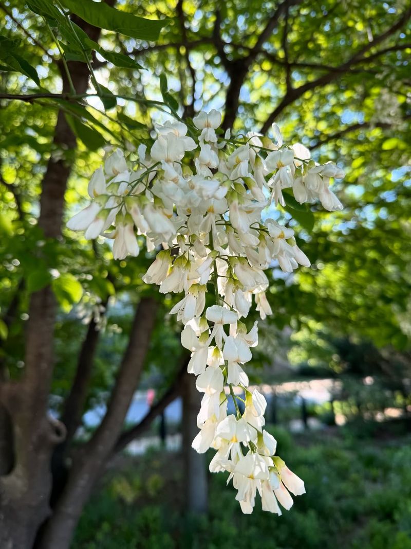 Yellowwood Produces Hanging Blooms With A Mild Sweet Scent
