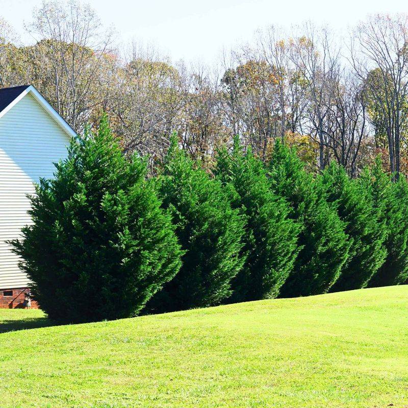 Leyland Cypress Grows Into A Tall Privacy Wall