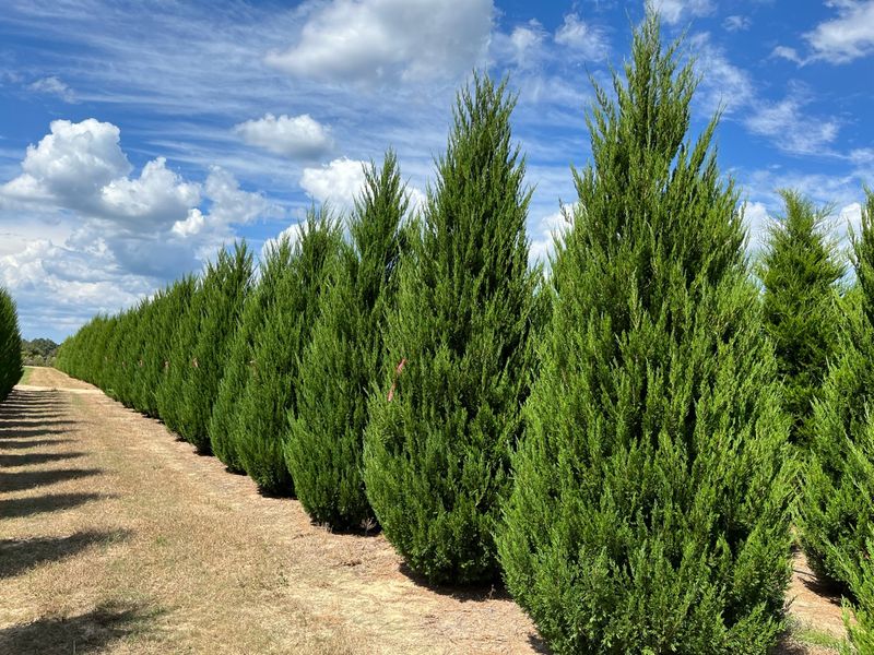 Eastern Redcedar (Juniperus Virginiana)