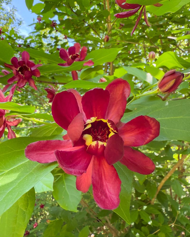 Sweetshrub (Carolina Allspice)