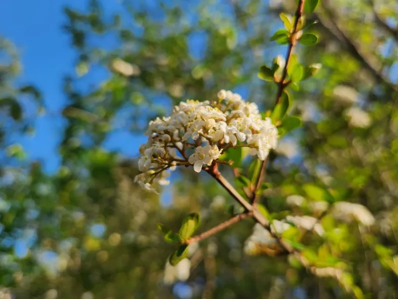 Muscadine Grape Turns Arbors Into Edible Native Gardens