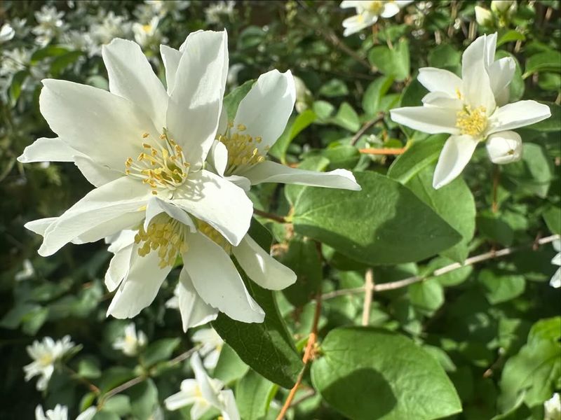 Mock Orange Produces Fewer Flowers If Pruned At The Wrong Time