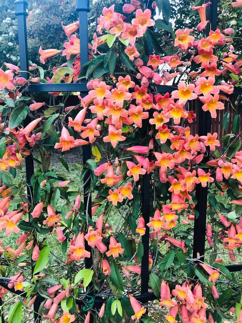 Crossvine Climbs Fast With Bold Orange Blooms