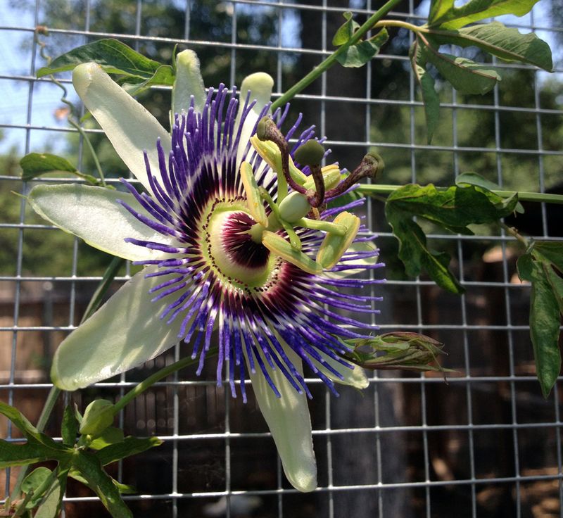 Passionflower (Passiflora Incarnata)