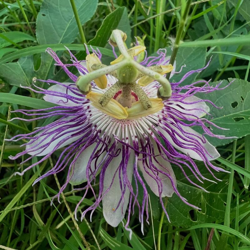 Passionflower (Passiflora incarnata)