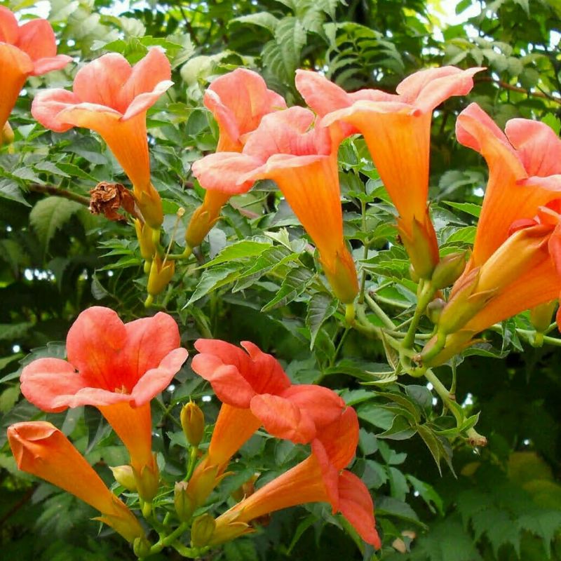 Trumpet Vine