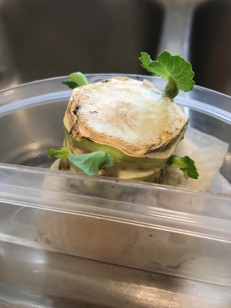 Cabbage Core Comeback