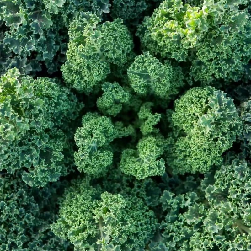 Kale