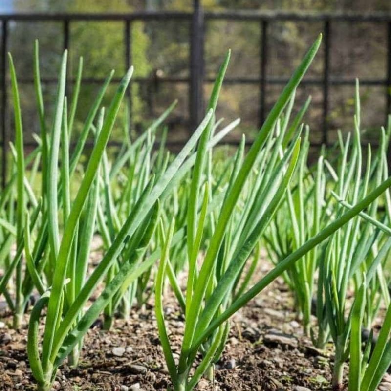 Green Onions