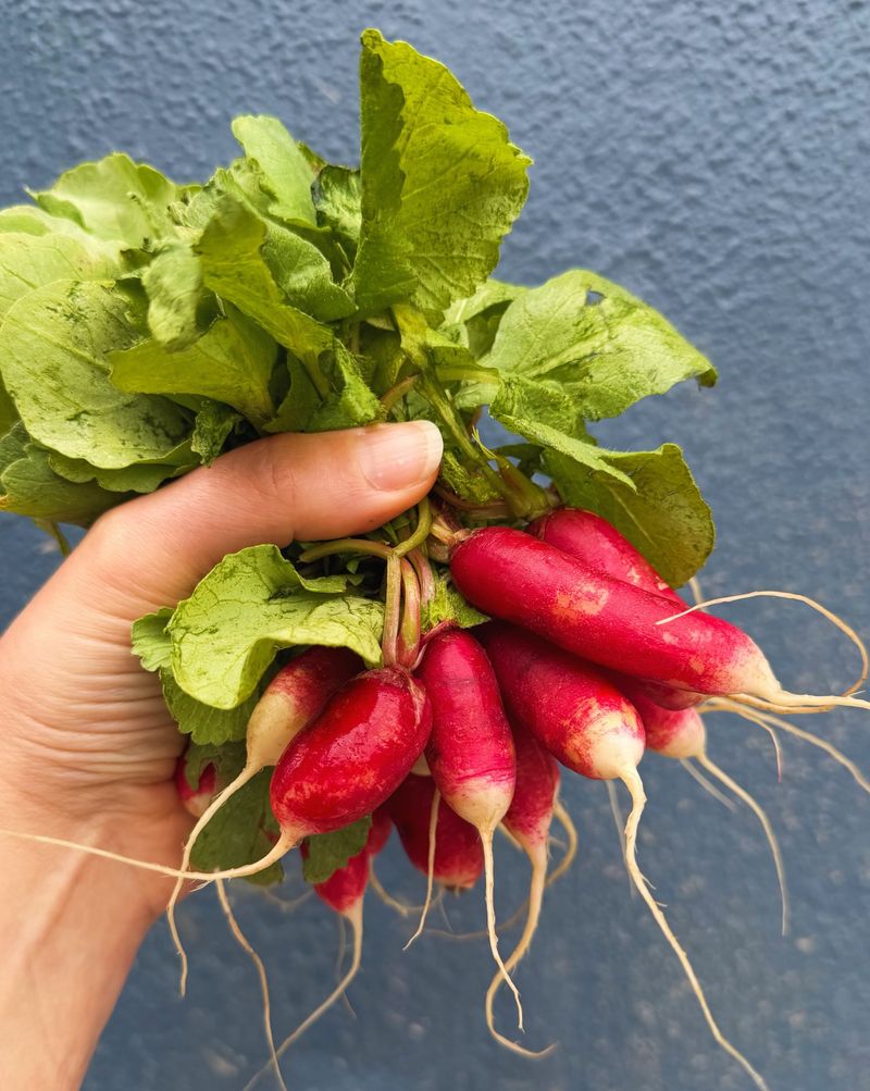 Radishes