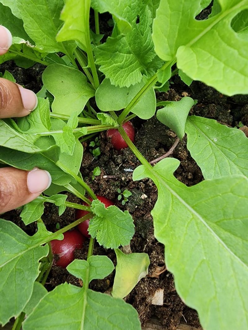 Radishes