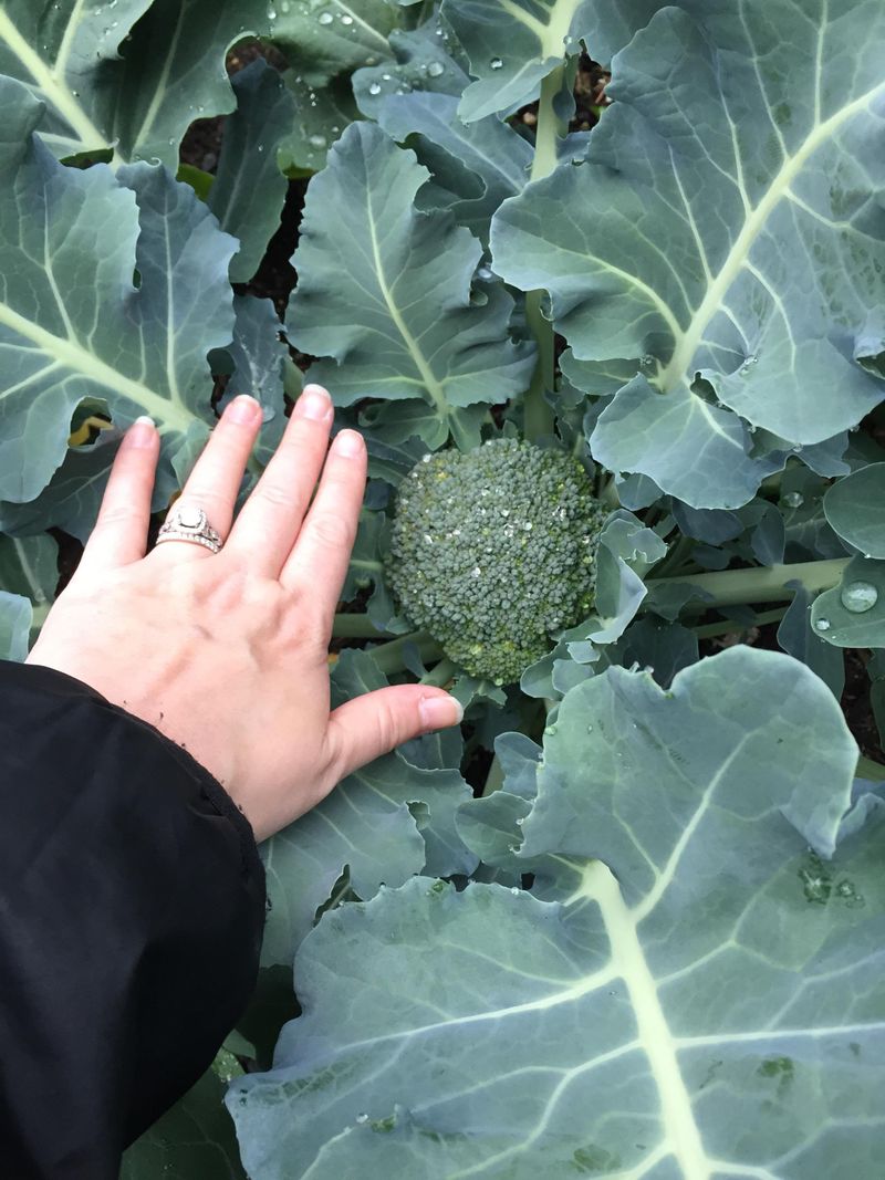 Broccoli Transplants Make A Smart Early Move In Spring