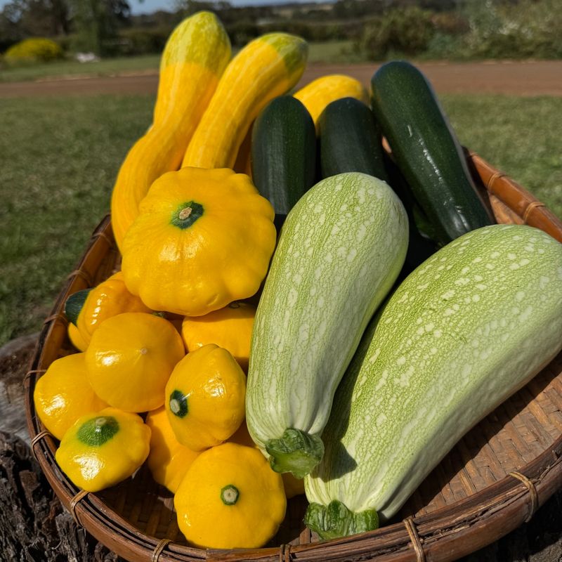 Zucchini And Summer Squash Are Ready