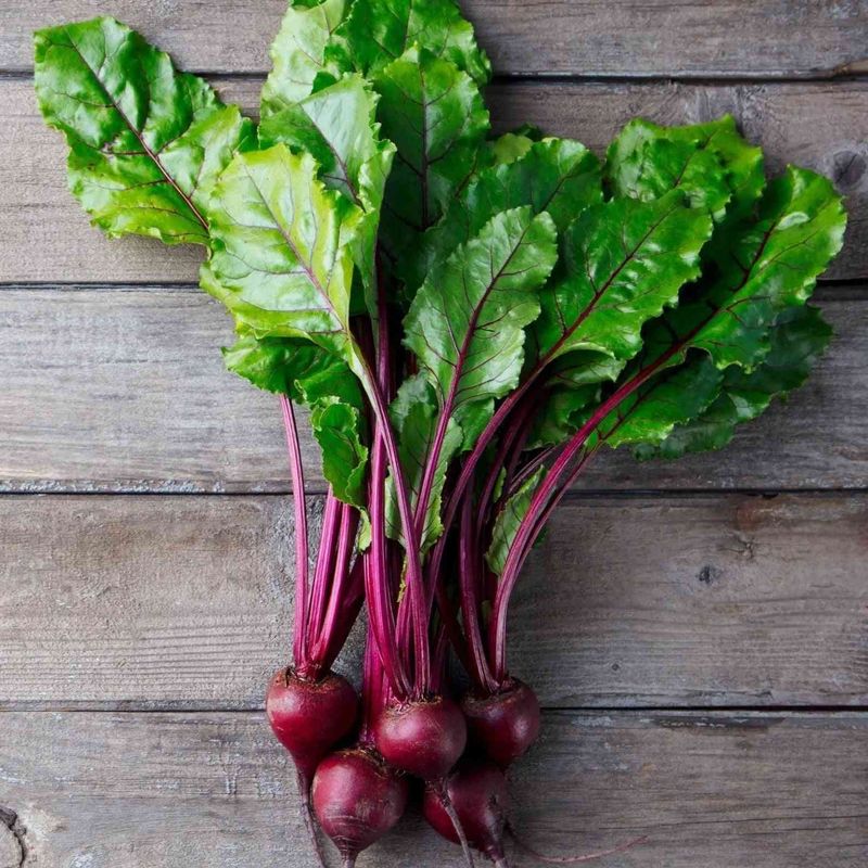 Beets Deliver Dual Harvests With Roots And Tender Greens
