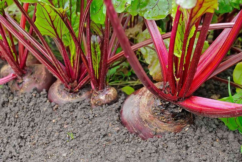 Beets With Their Deep Red Richness