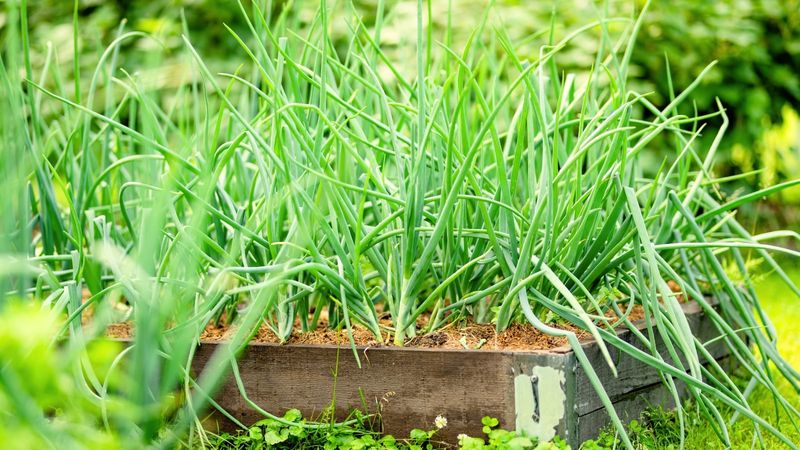 Green Onions Offering Quick Fresh Flavor