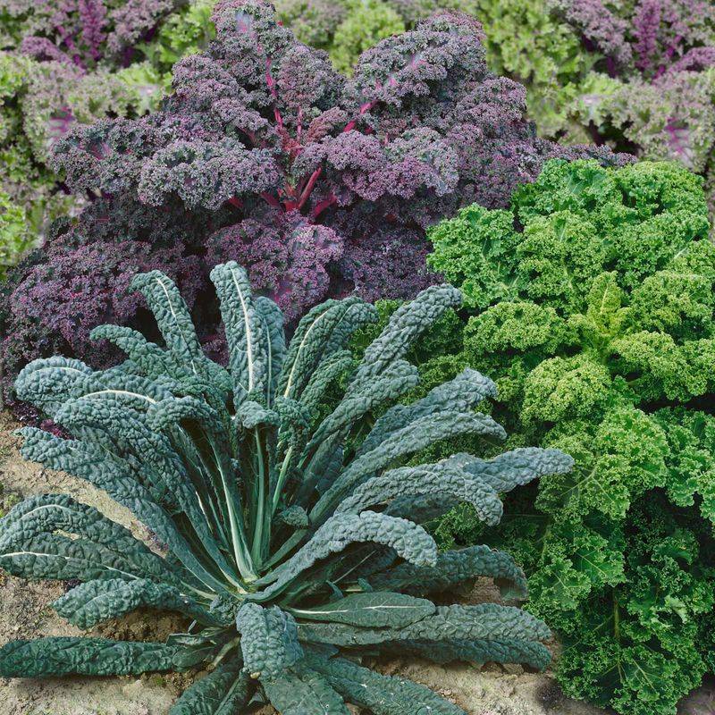 Kale Across All Ohio Regions (Zones 5b–7a)