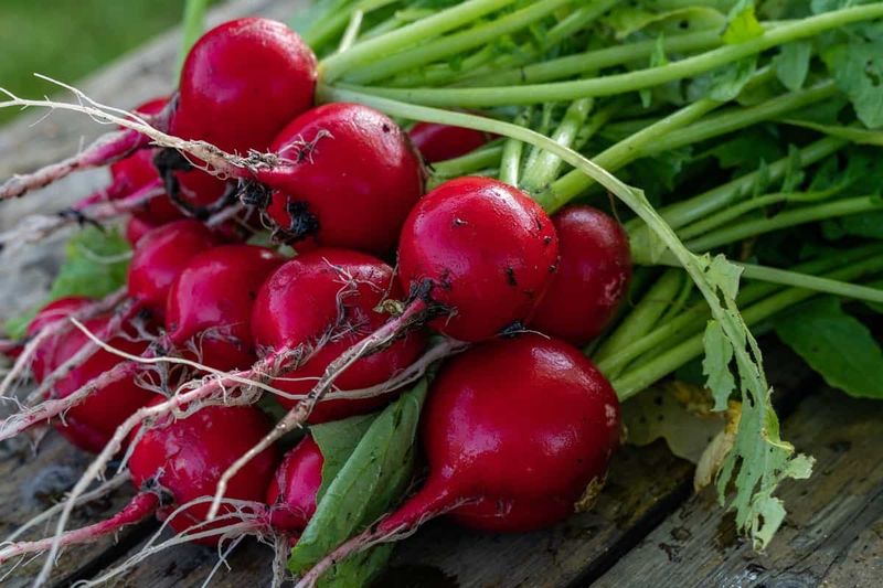 Radishes Fighting Dense Soil