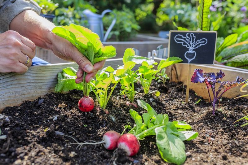 Radishes Adding Zing To The Garden