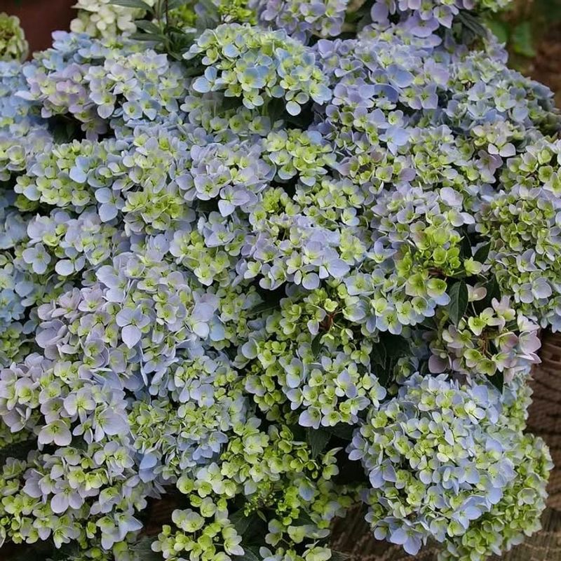 Cascade Hydrangeas Create Dramatic Flowering Displays