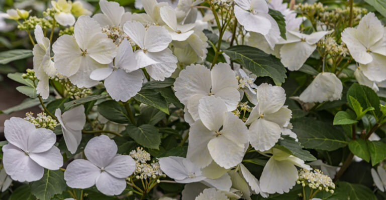 cascade hydrangea