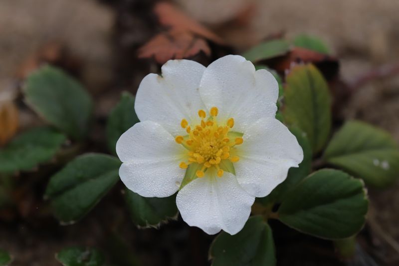 Beach Strawberry (Fragaria chiloensis)