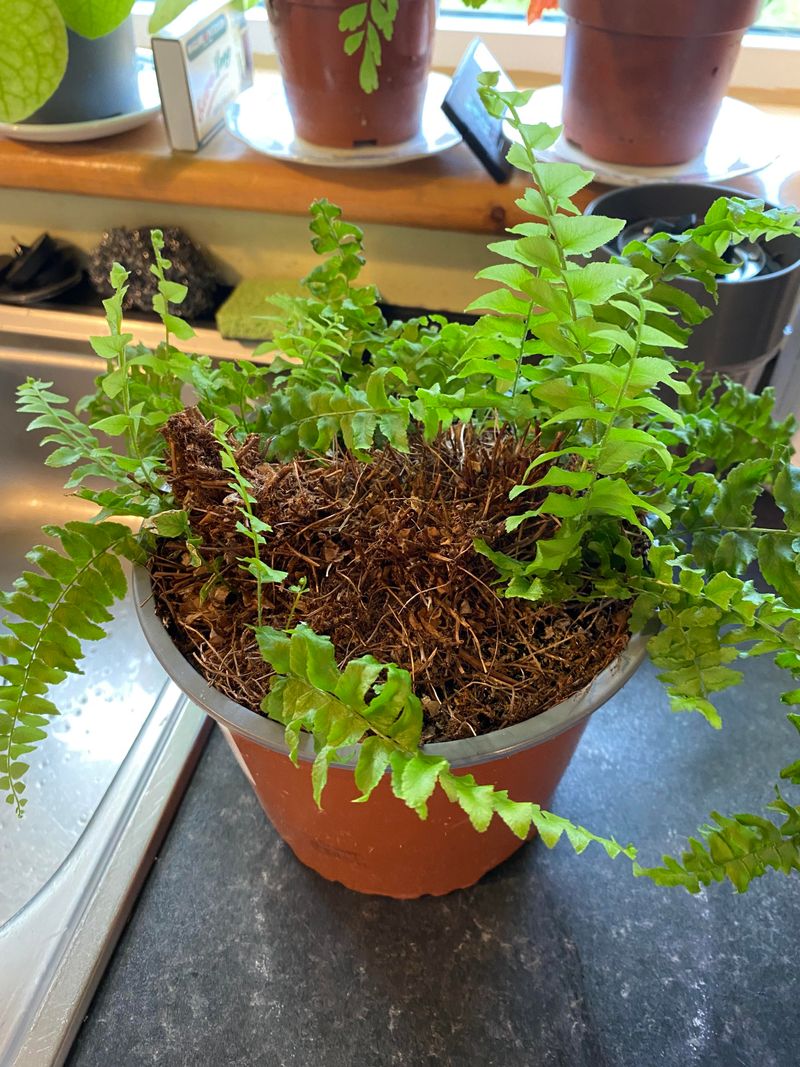 Boston Fern