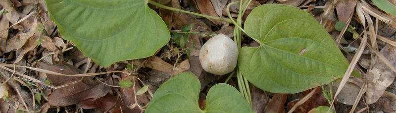 Air Potato Vine Spreads Faster Than Most Gardeners Expect