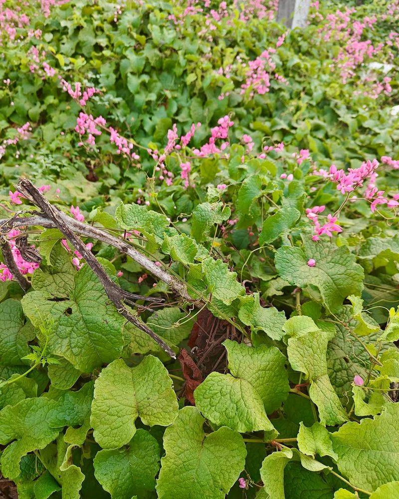 Coral Vine Looks Pretty Then Spreads Everywhere