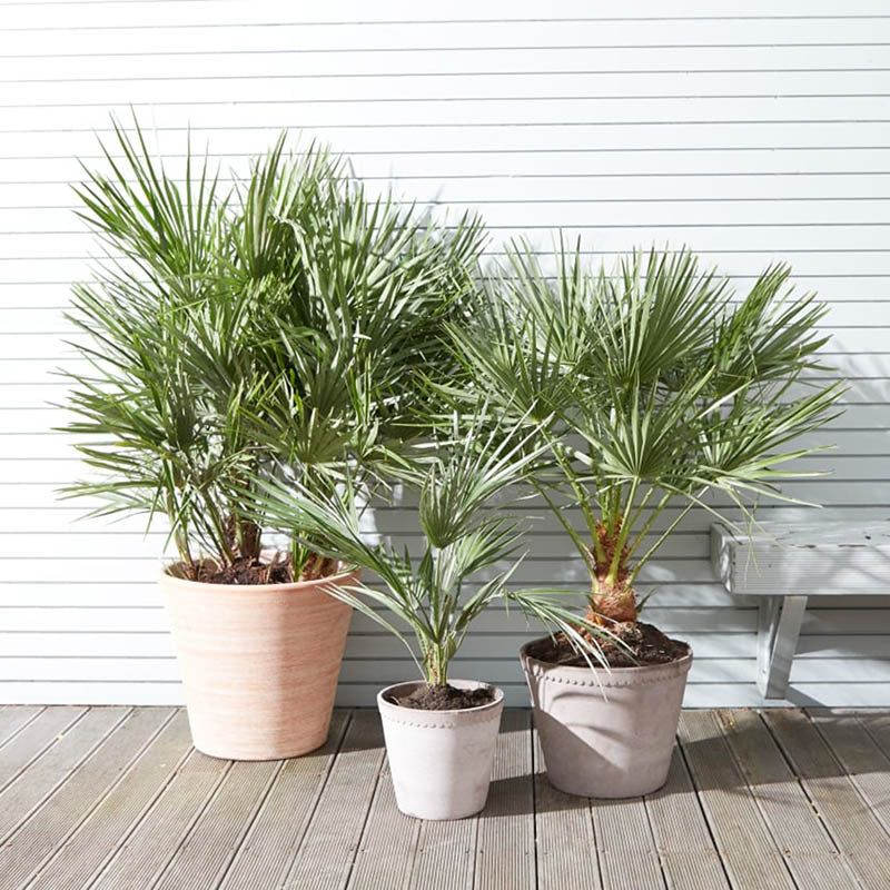 European Fan Palm Stays Compact And Hardy
