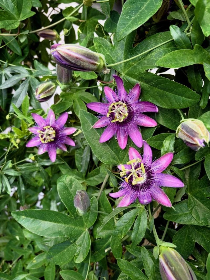 Passion Vine Blooms Colorfully Through Summer