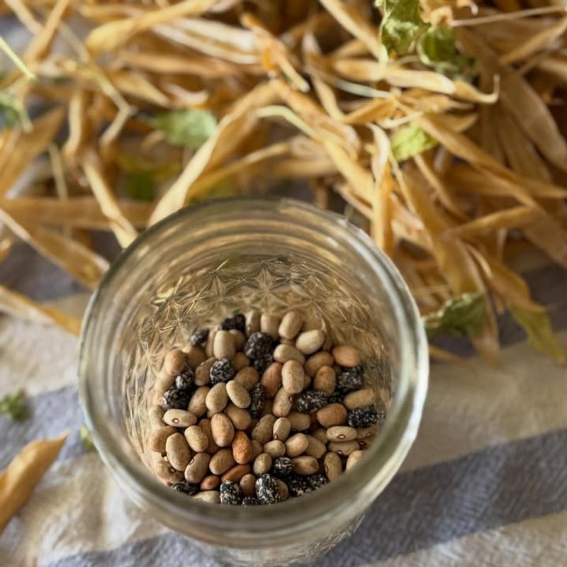 Tepary Bean Thrives In Heat With Protein-Rich Beans
