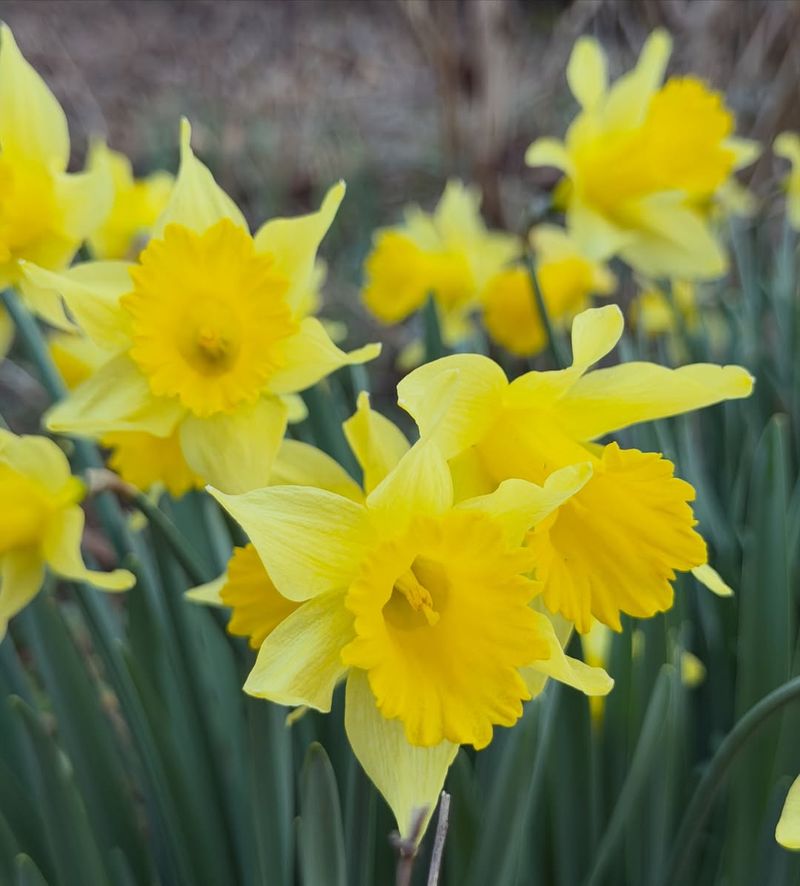 Daffodils