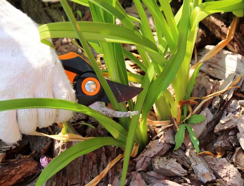 Daylily Benefits From Removing Old Winter Foliage