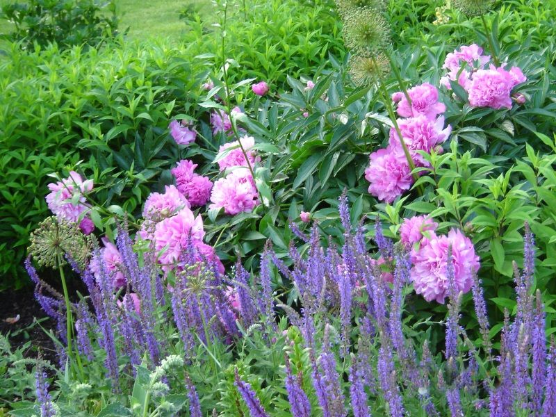 Salvia For Pollinator Friendly Garden Beds