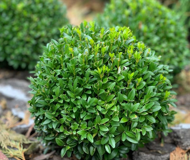Compact Boxwood Shrubs That Stay Neat Year Round