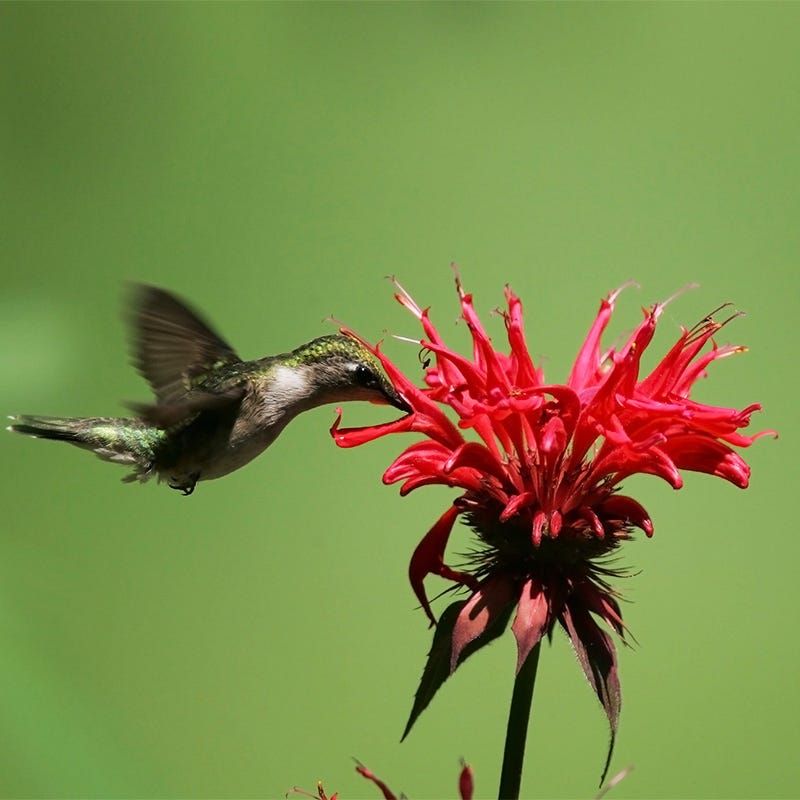 Bee Balm A Favorite For Bees And Butterflies