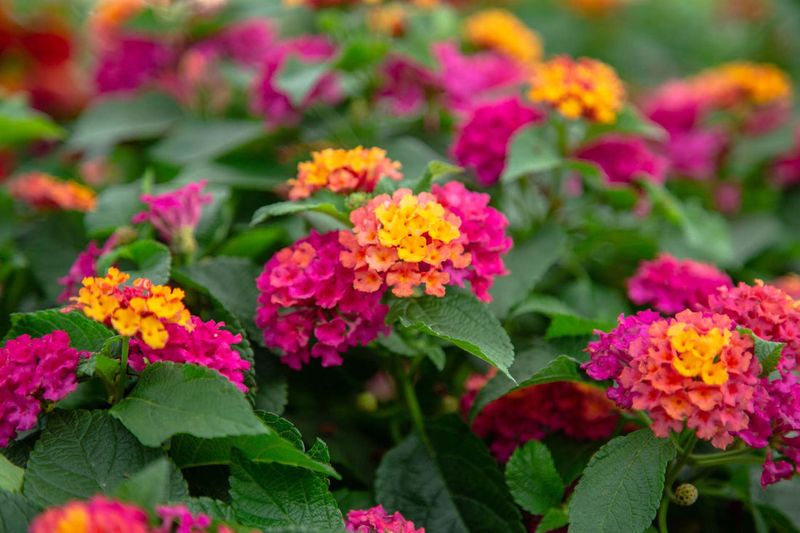 Lantana With Bright, Summer-Long Colors