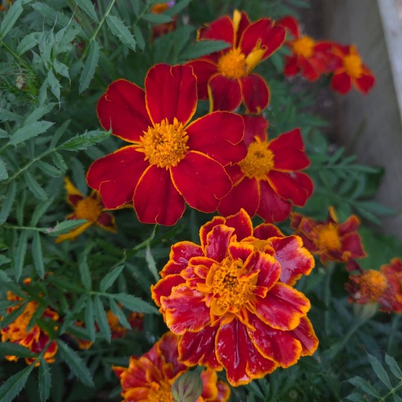 Marigolds