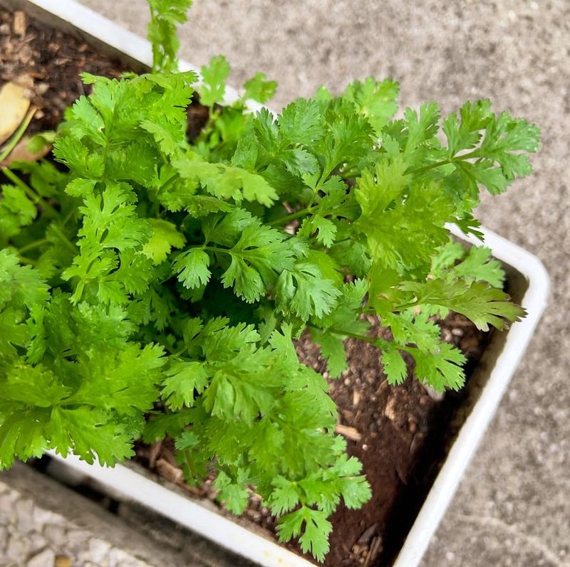 Cilantro