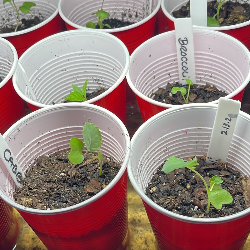 Cabbage That Packs Crunchy Power