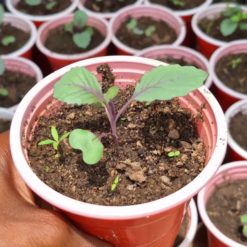 Cabbage Handles Early Indoor Seeding Well