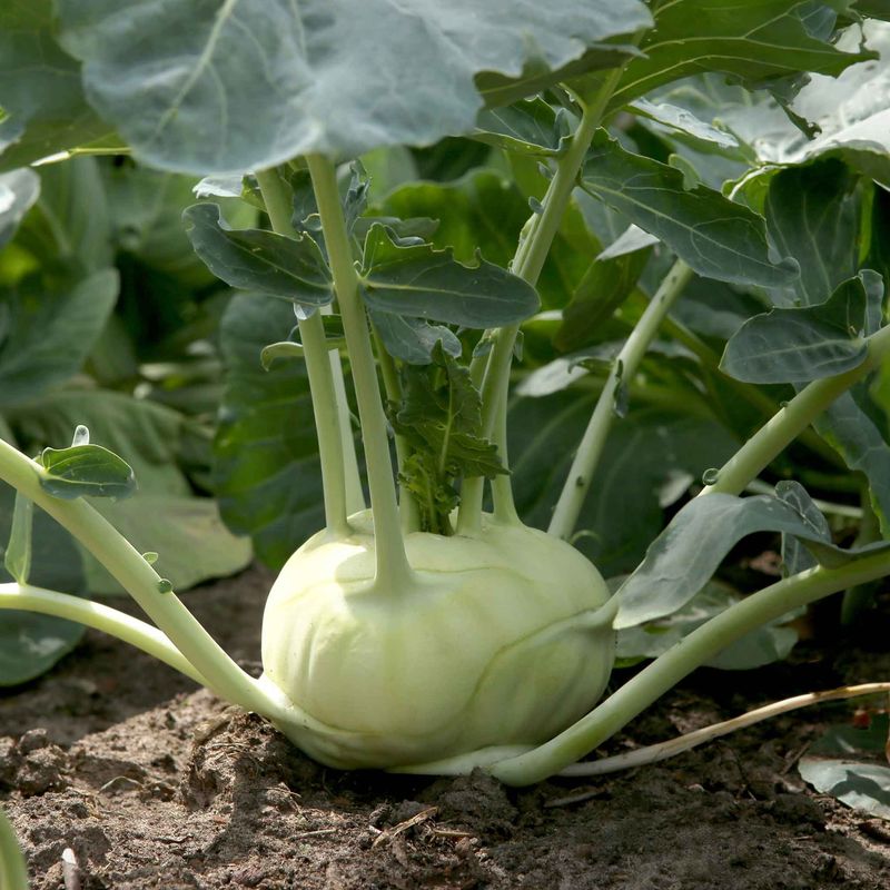 Kohlrabi Hiding Sweet Surprises Underground