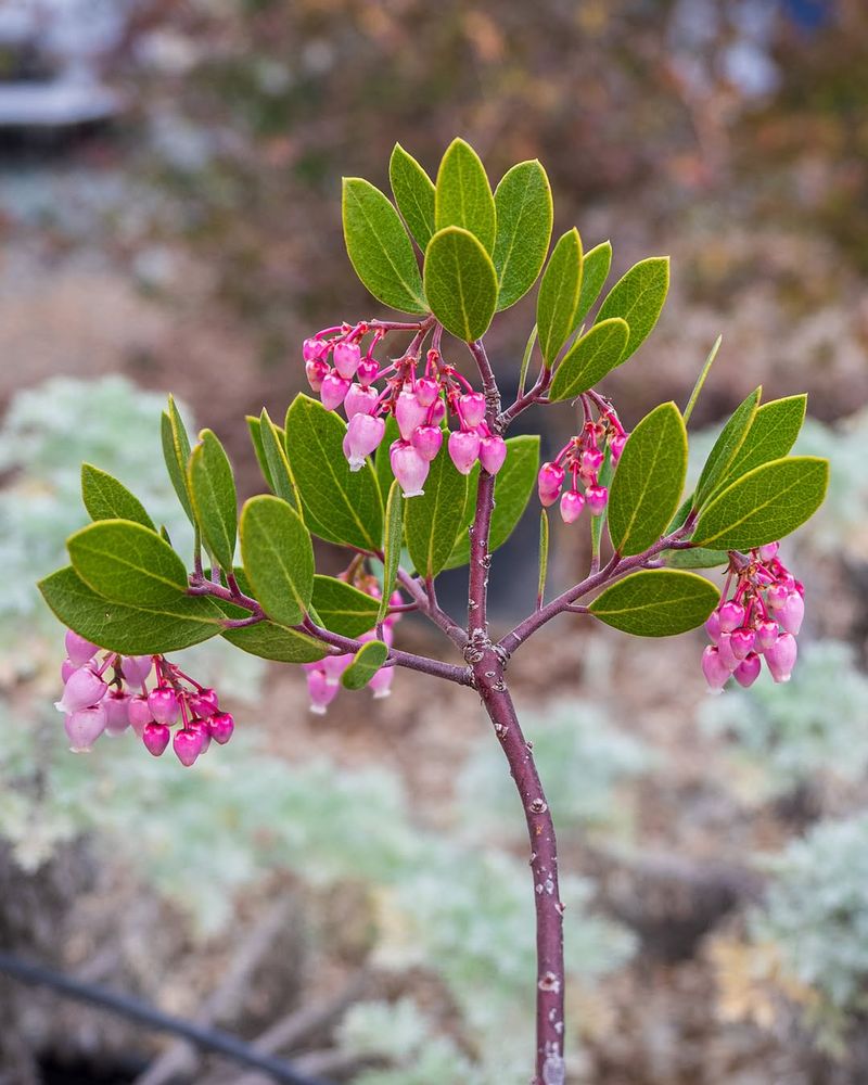 Manzanita