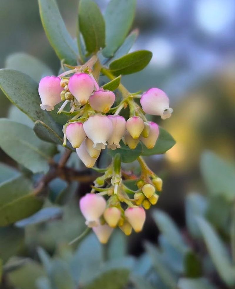 Manzanita (Arctostaphylos)